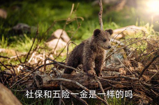 社保和五险一金是一样的吗