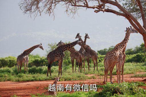 越南有微信吗