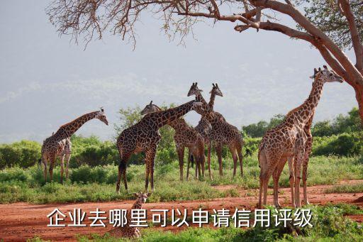 企业去哪里可以申请信用评级