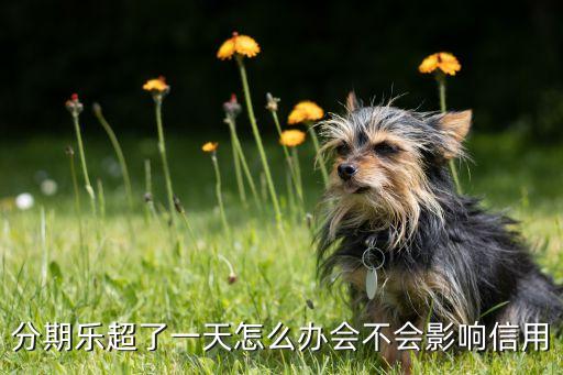 分期乐超了一天怎么办会不会影响信用
