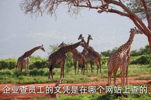 企业查员工的文凭是在哪个网站上查的