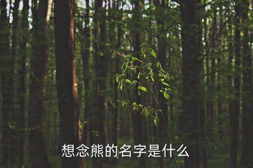 想念熊的名字是什么