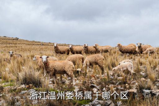 浙江温州娄桥属于哪个区