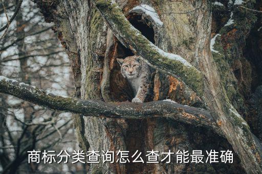 商标分类查询怎么查才能最准确