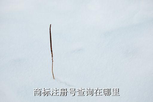 商标注册号查询在哪里
