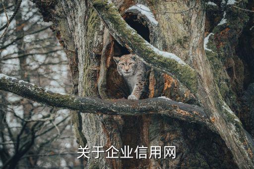 关于企业信用网