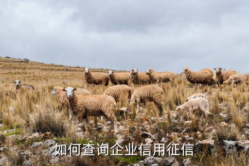 如何查询企业信用征信