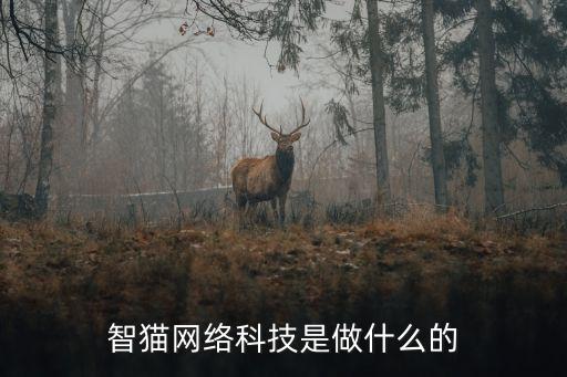 智猫网络科技是做什么的