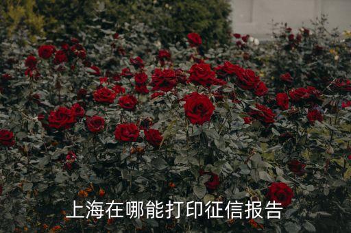 上海市企业征信报告怎么打印，公司征信记录哪里打印