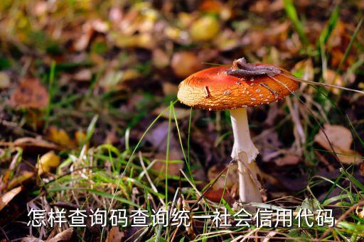怎么查公司信用证代码，企业的统一社会信用代码在哪里查比较方便