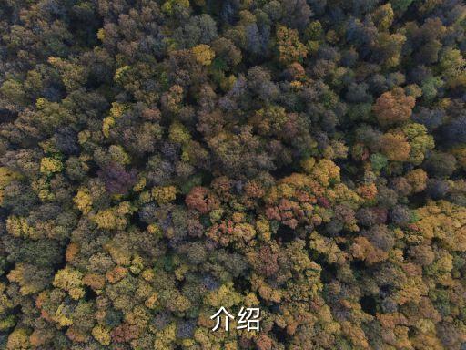 介绍