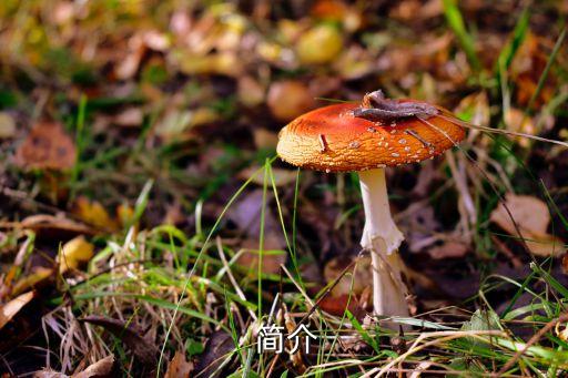 简介