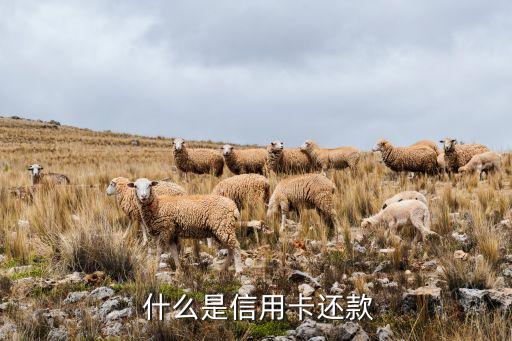 什么是信用卡还款