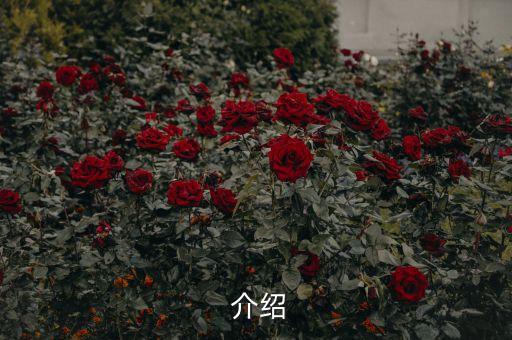 介绍