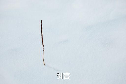 引言