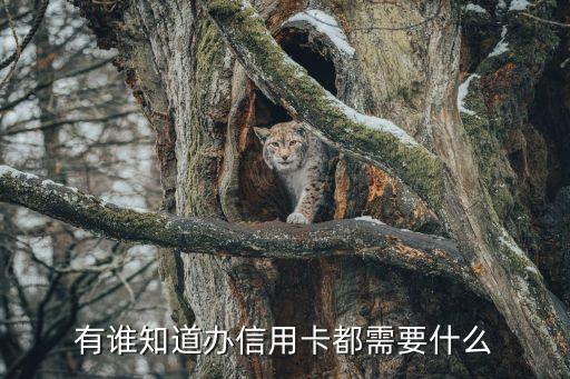 办理信用卡都有什么，办理信用卡都需要什么东西