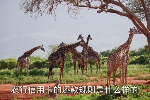 农行信用卡的还款规则是什么样的