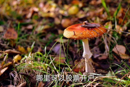 哪里可以股票开户