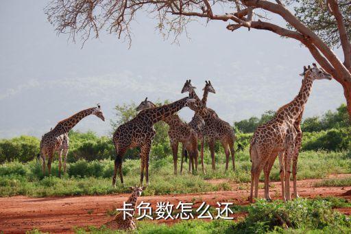 卡负数怎么还