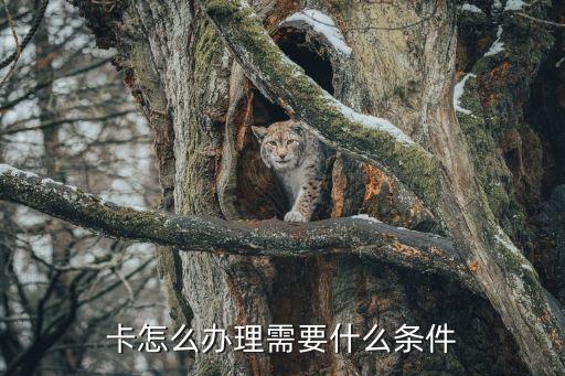 成安县信用卡申请,成都专门办理信用卡