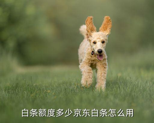 白条额度多少京东白条怎么用