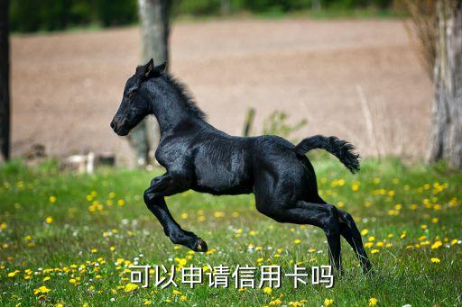 可以申请信用卡吗