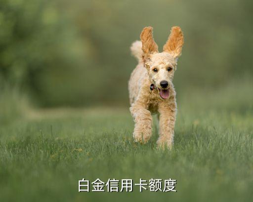 白金信用卡额度